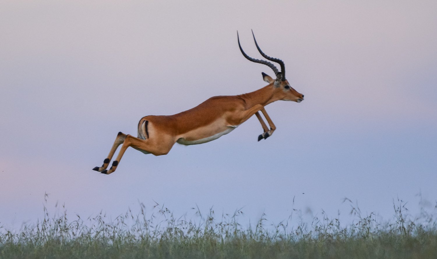 Agencia viajes Safari Tanzania Impala Africaatumedida