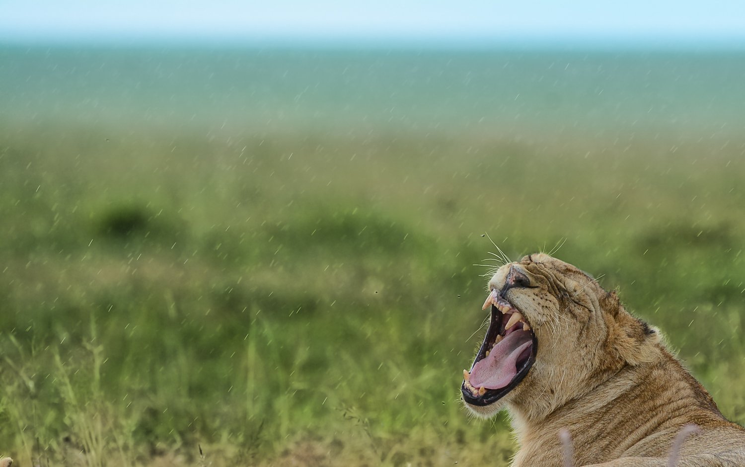 Agencia viajes Safari Tanzania Leon en Serengeti africaatumedida agencia de viajes