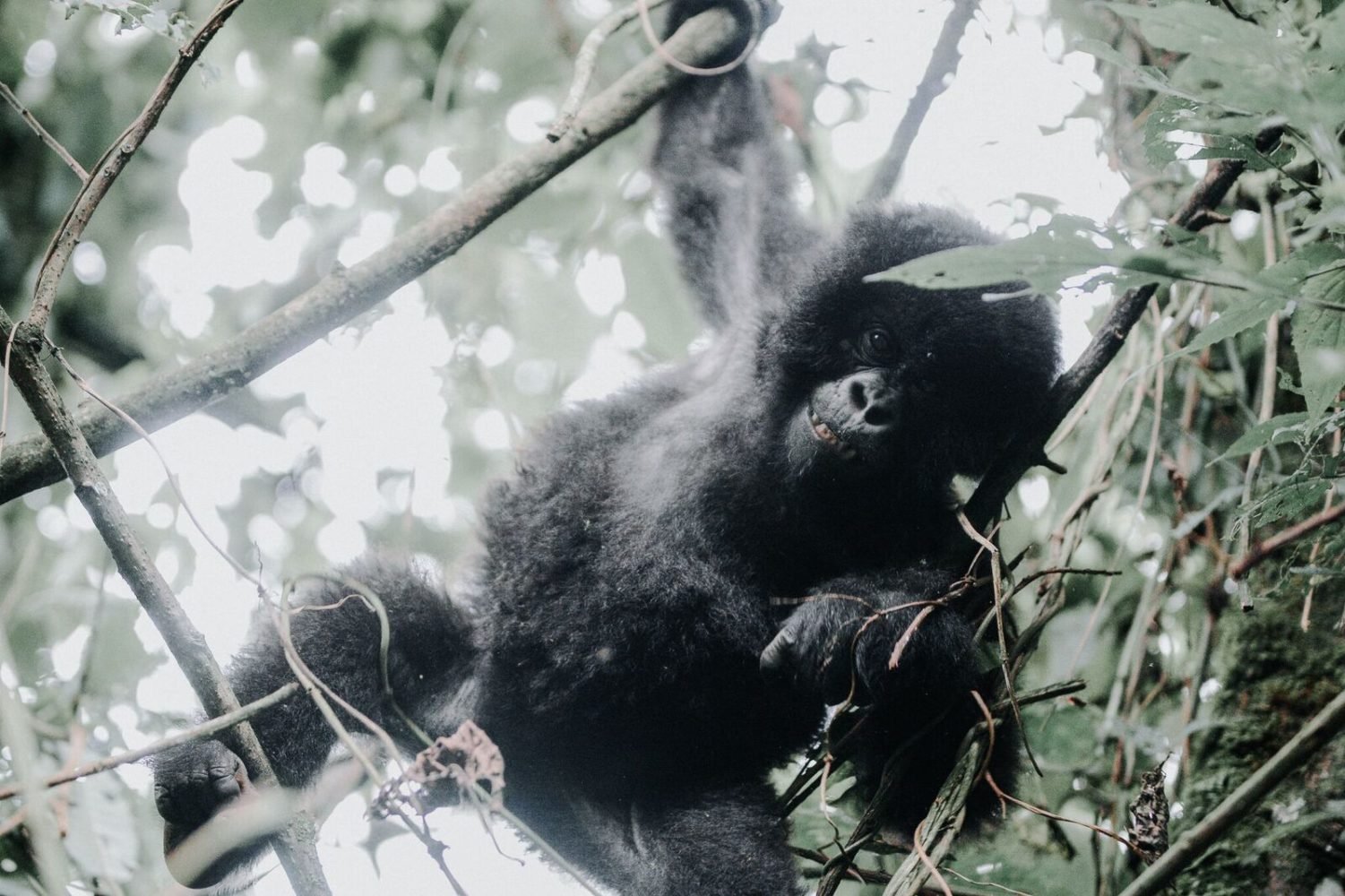gorila de montaña cria bwindi africaatumedida