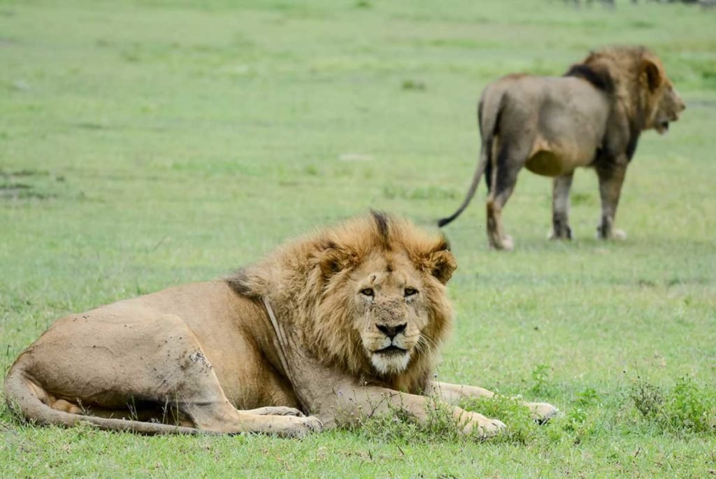 león en áfrica
