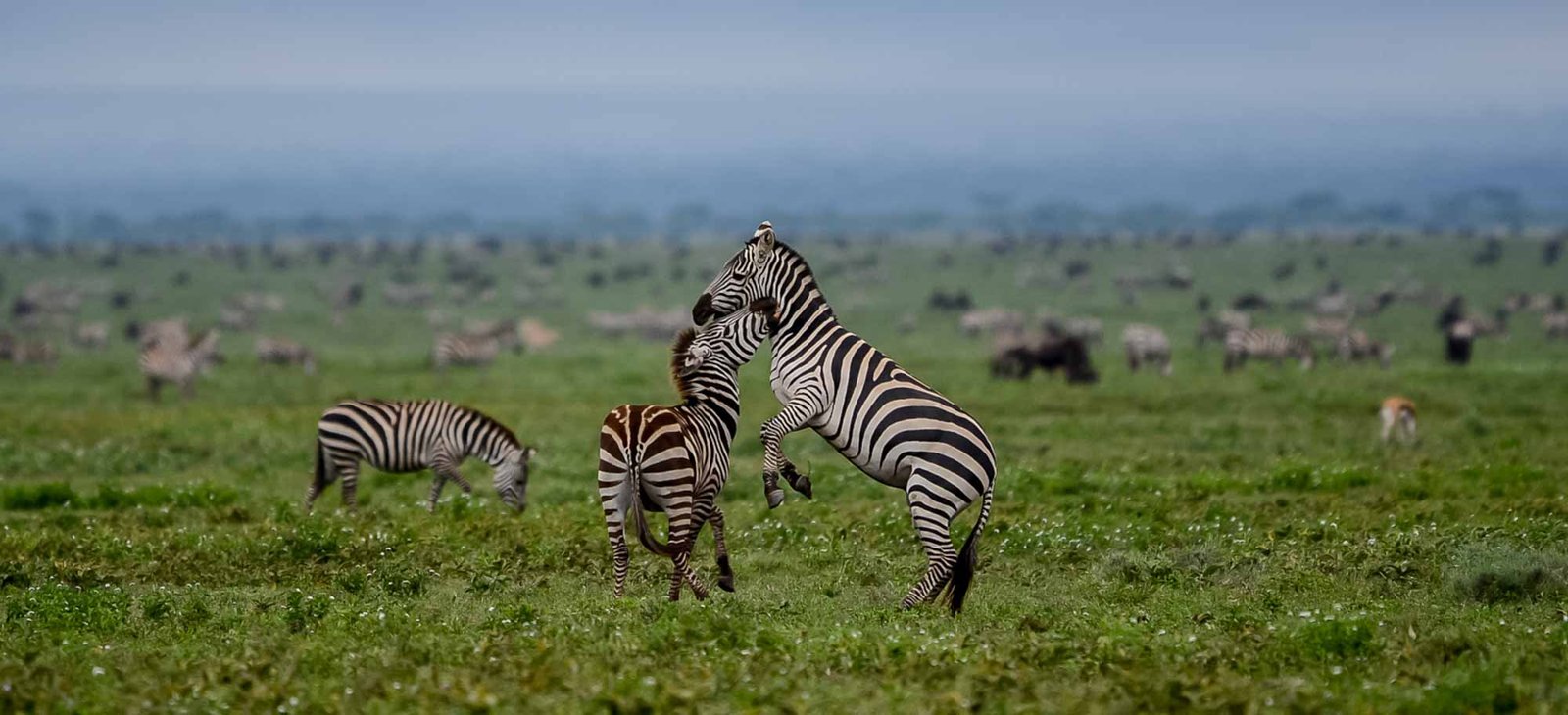 Safari Tanzania Ngorongoro Cebra Agencia de viajes Africaatumedida - 01