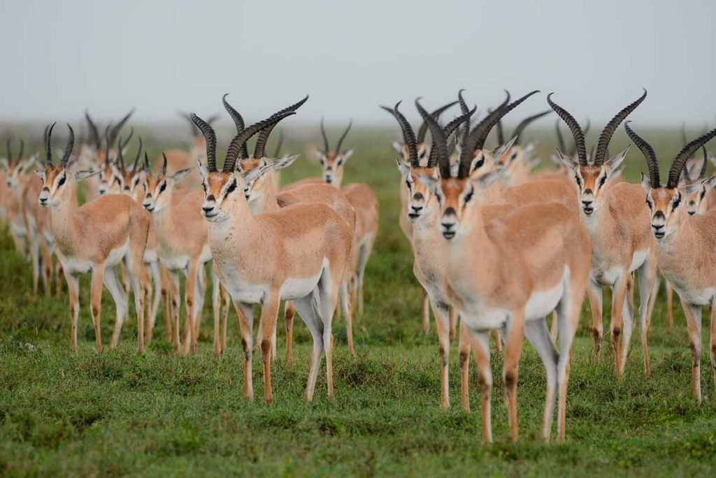 Gacela De Grant En Serengeti Conoce Los Detalles En Un Safari