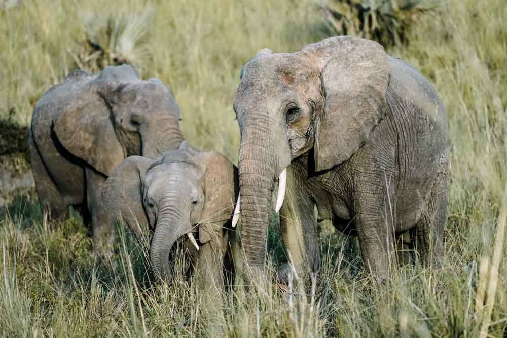 Safari Tanzania - Agencia de viajes Africaatumedida
