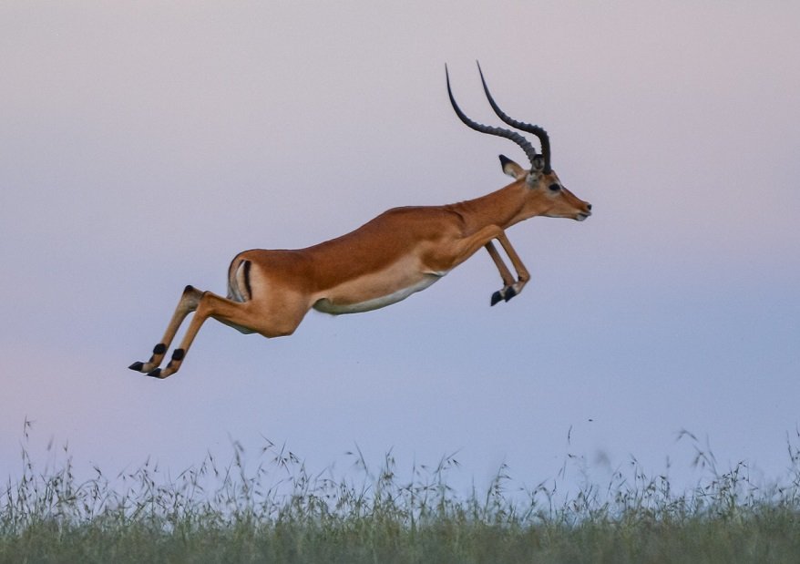 impala saltando