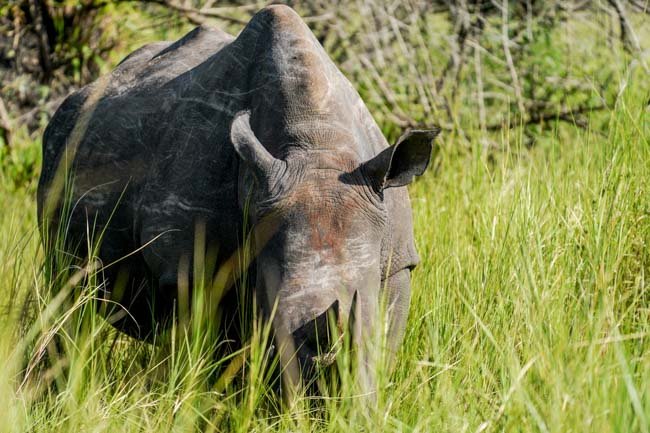 Rinoceronte Negro en un Safari en Africa