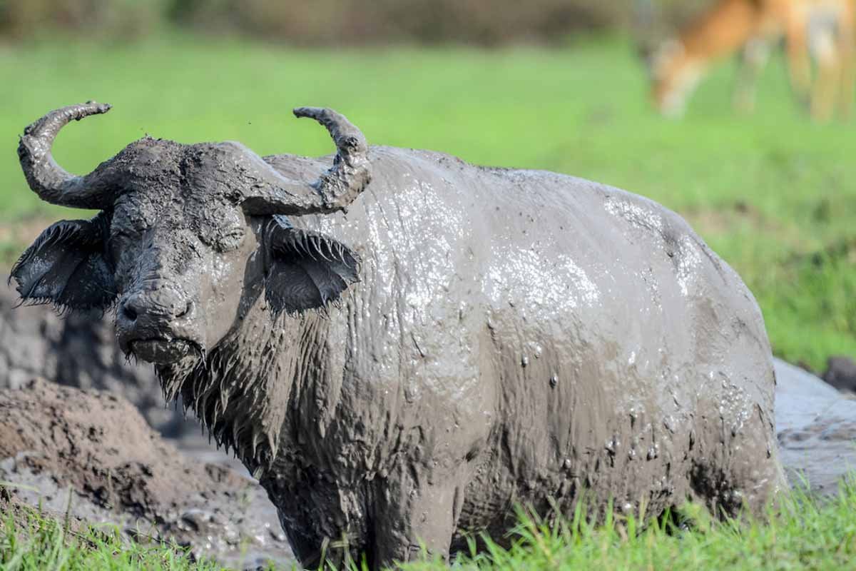 Observación del Bufalo Cafre en un Safari en Africa