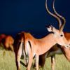 Los principales parques nacionales Kenia: Masai Mara, Amboseli, Nakuru