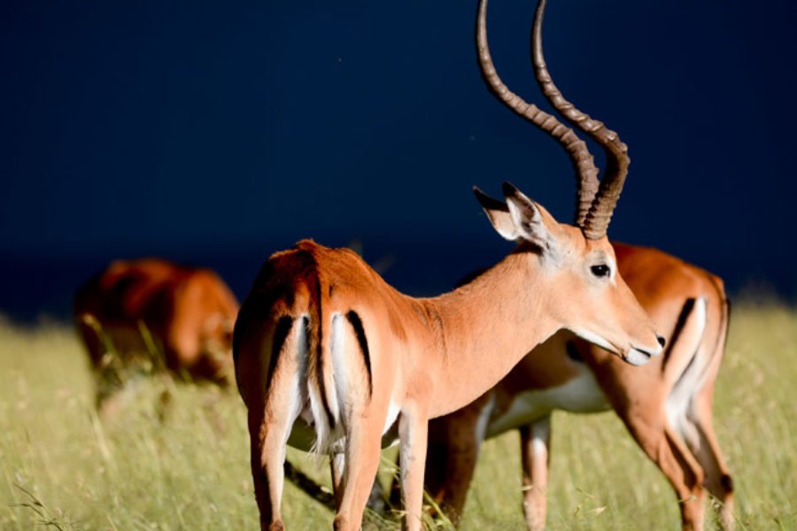 Los 4 parques nacionales principales de Tanzania: Serengeti, Ngorongoro, Tarangire, Manyara