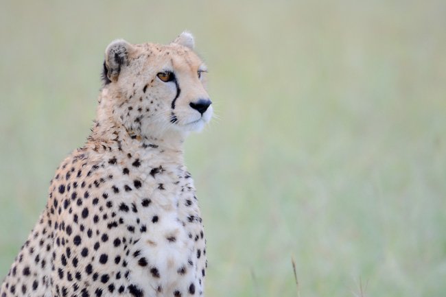 Cheetah - Serengeti - Africaatumedida