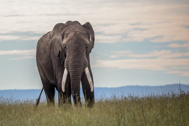 Ngorongoro - Elefante - Africaatumedida