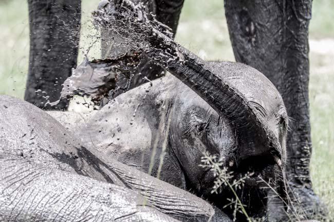 Tarangire - Elefante - Africaatumedida