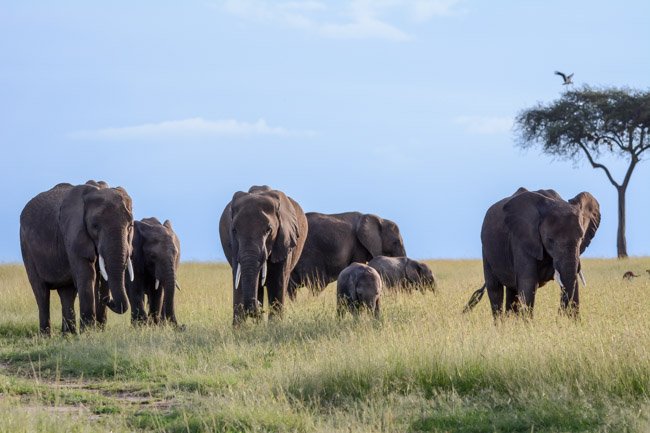 Safari Elefante Africano Tanzania