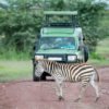 Rinoceronte Negro en un Safari en Africa