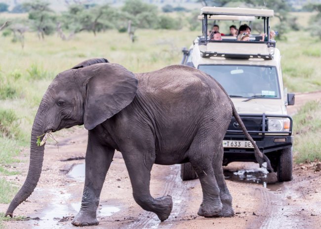 elefante por safari