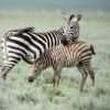 Observación de la cebra de Grevy en un Safari en Africa