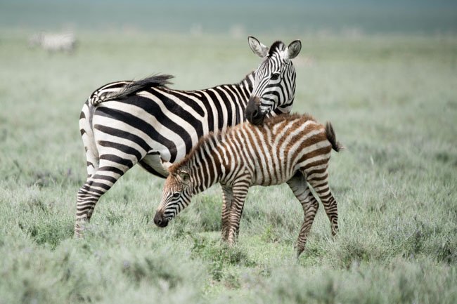 Observación de la cebra de Grevy en un Safari en Africa