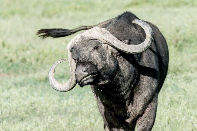 Bufalo cafre - Ngorongoro - Africaatumedida