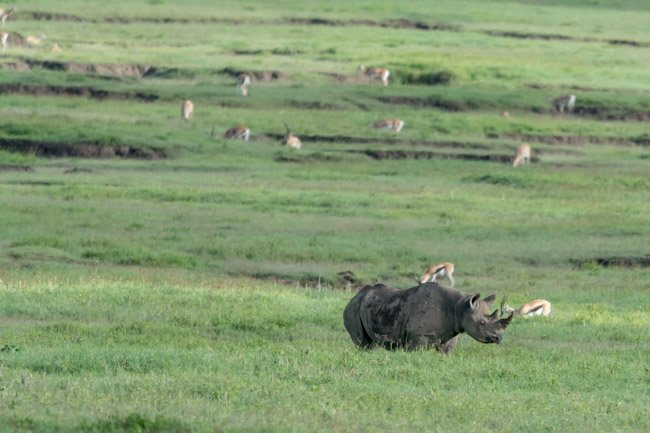 Rinoceronte negro Ngorongoro