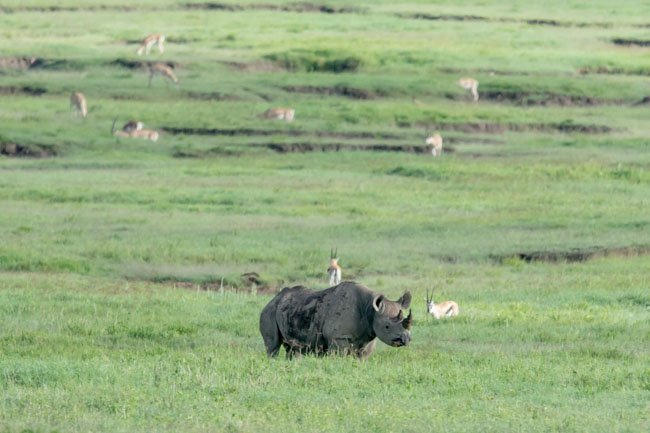 Rinoceronte negro - Ngorongoro - Africaatumedida