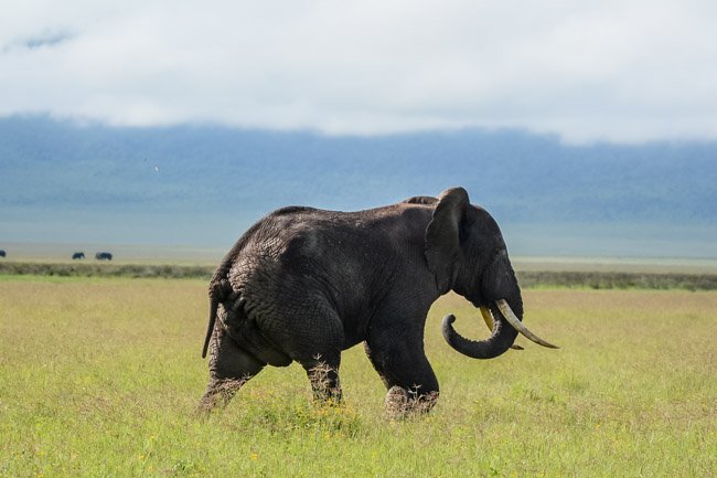 Safari Tanzania Elefante Africano