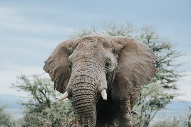 Elefante en Serengeti