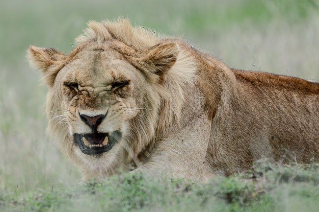 Leon enfadado - Serengeti - Africaatumedida