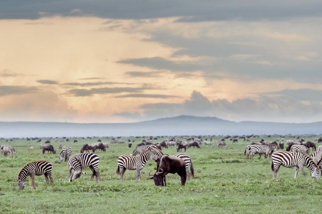 Gran Migracion - Serengeti - Africaatumedida