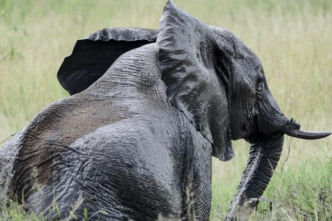 Elefante africano safari tanzania