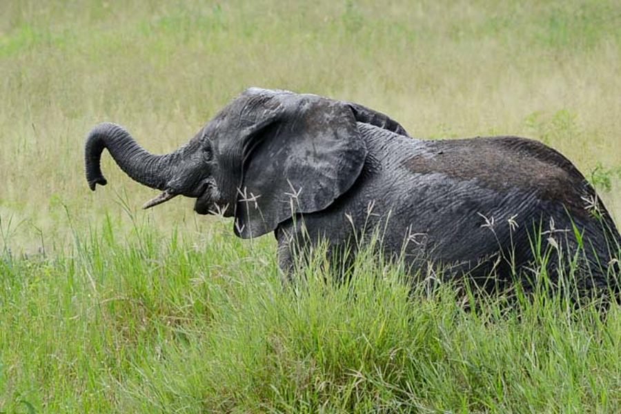Safari Elefante Africano