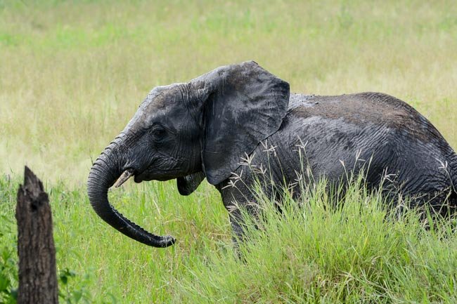 Elefante Parque Nacional Tarangire