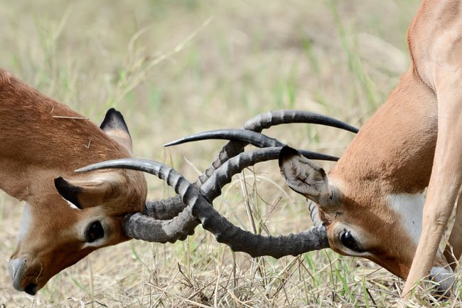 Impala pelea - Parque Nacional Tarangire - Africaatumedida