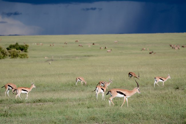 Gacela Thomson - Masai Mara