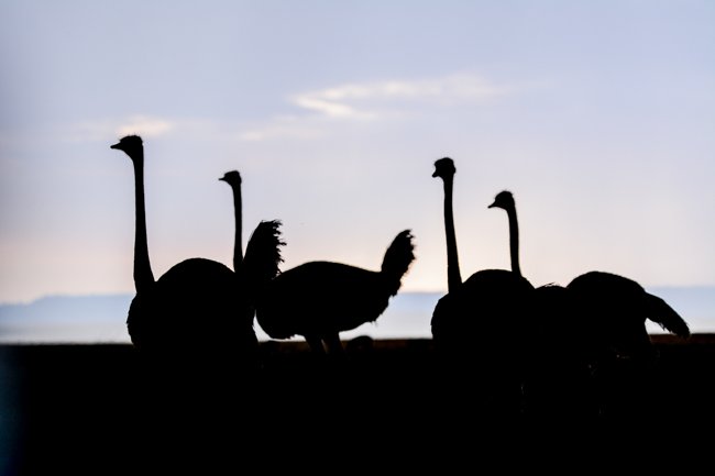 Avestruz en un safari en Kenia