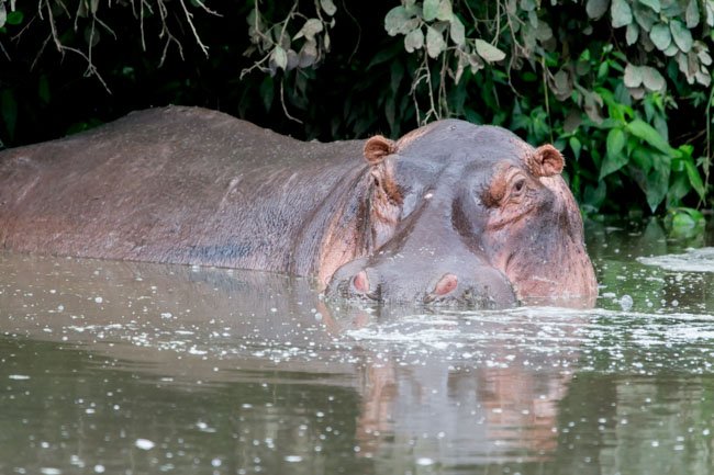 Hipopótamo en Serengeti