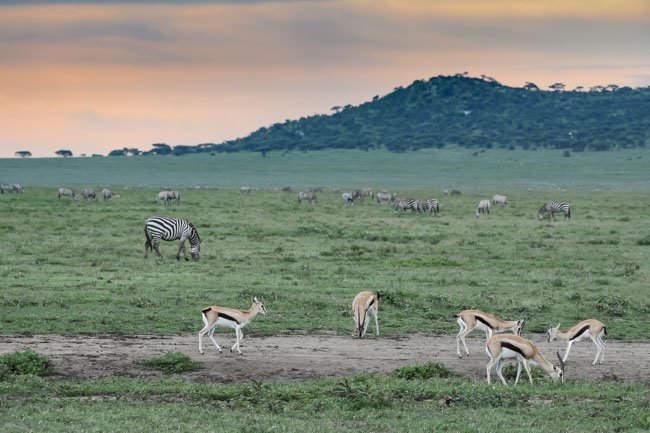 Viaje Africa Ngorongoro Gacela Thomson