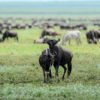 Parque Nacional Amboseli en Kenia