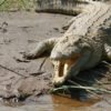 Cocodrilo del Nilo en Tanzania y Uganda