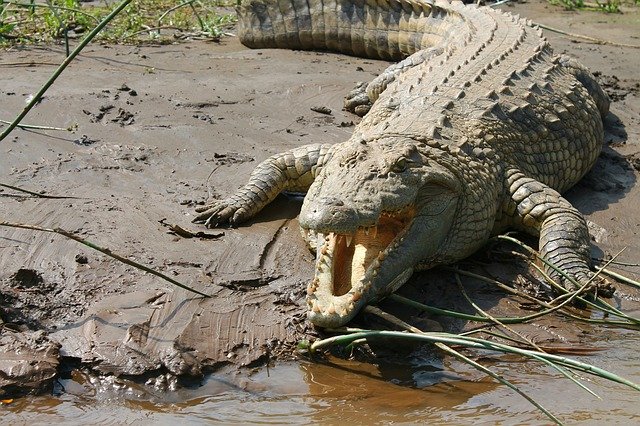 Cocodrilo del Nilo en Tanzania y Uganda