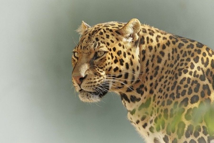 Leopardo en un safari en Tanzania