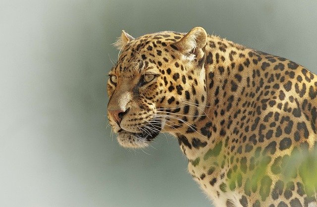 Leopardo en un safari en Tanzania