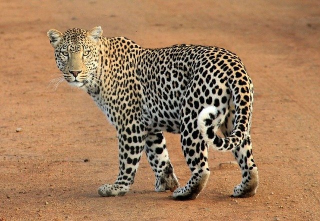 Leopardo Masai Mara