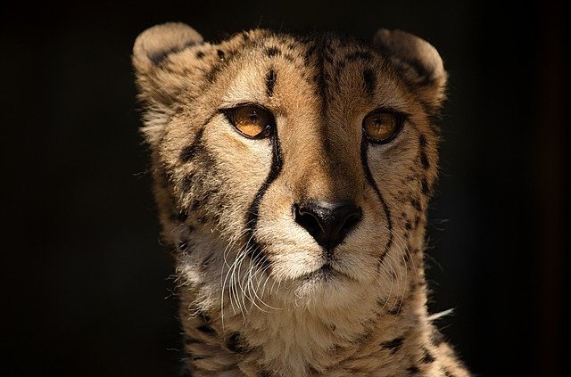 Guepardo en un safari en tanzania