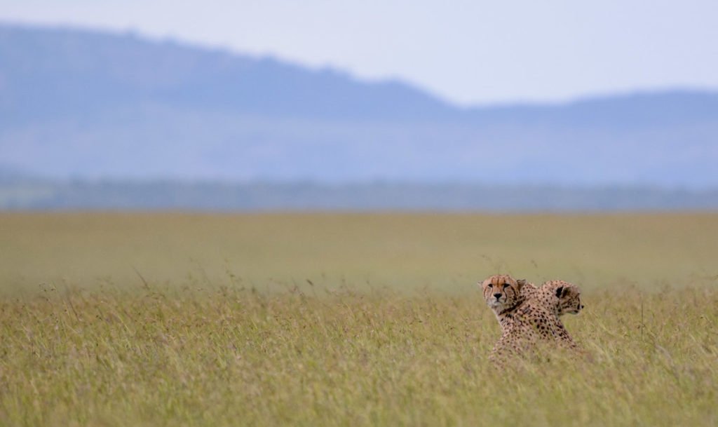 Guepardo en Sáfari Tanzania - Agencia de viajes Africaatumedida - 116