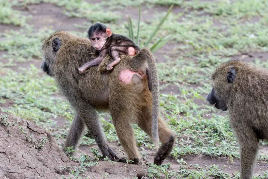 Sáfari Kenia - parque nacional nairobi - Agencia de viajes Africaatumedida - 155