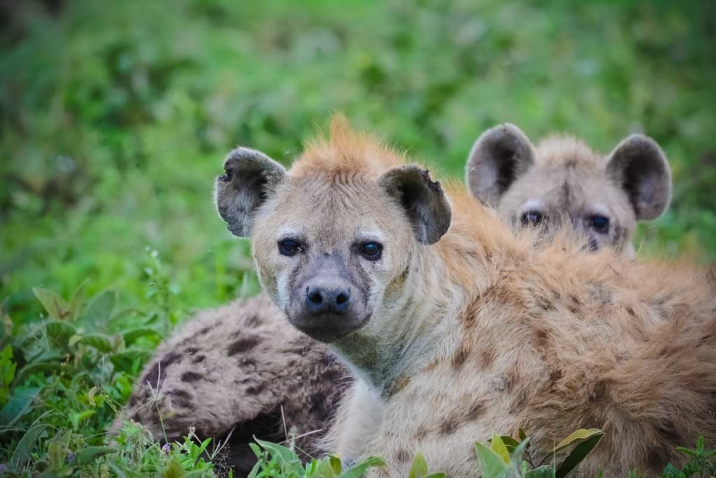 Hiena manchada en Tanzania - Sáfari Tanzania - Agencia de viajes Africaatumedida - 202