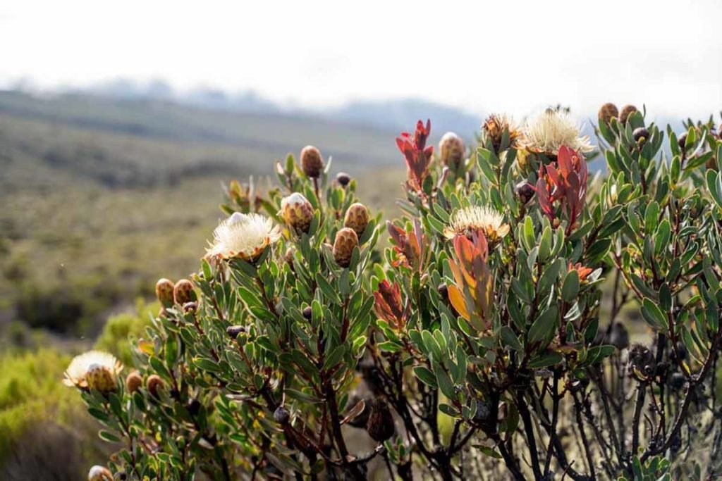 Plantas en Kilimanjaro ruta machame