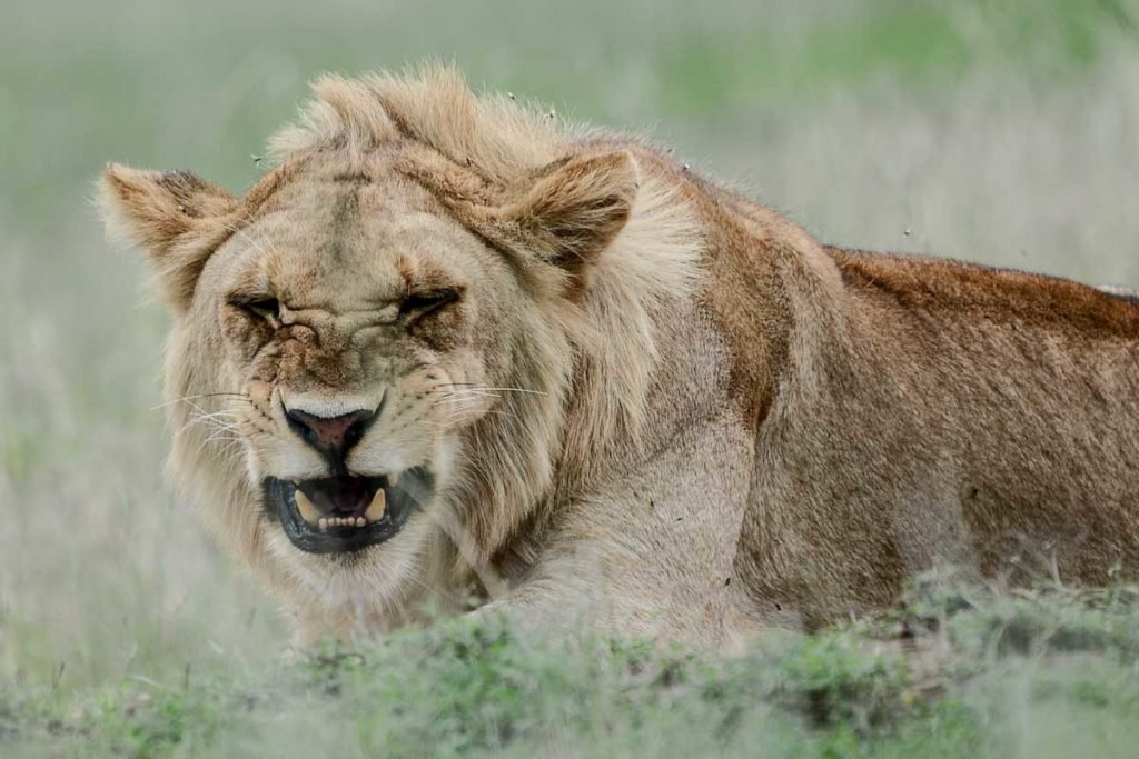Safari Kenia - Agencia de viajes Africaatumedida