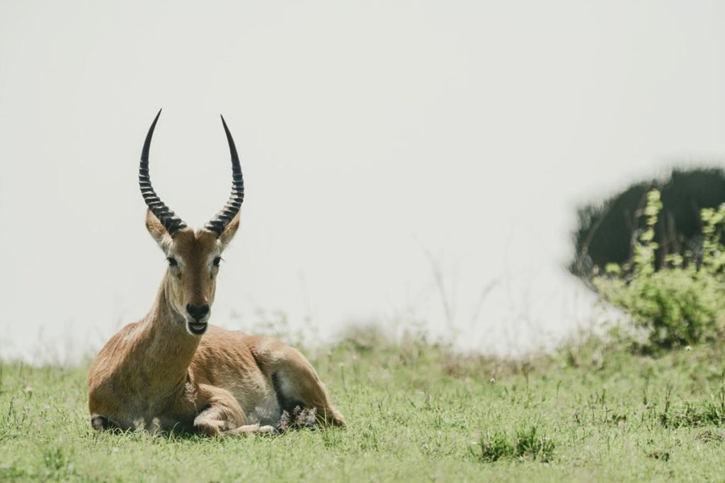 Sáfari Kenia - Agencia de viajes Africaatumedida