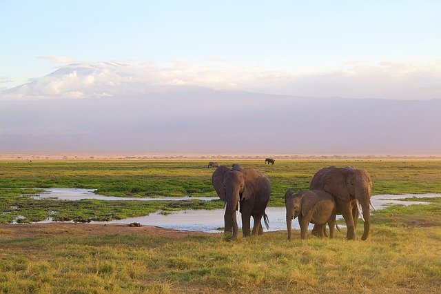 elefante en parque nacional Amboseli