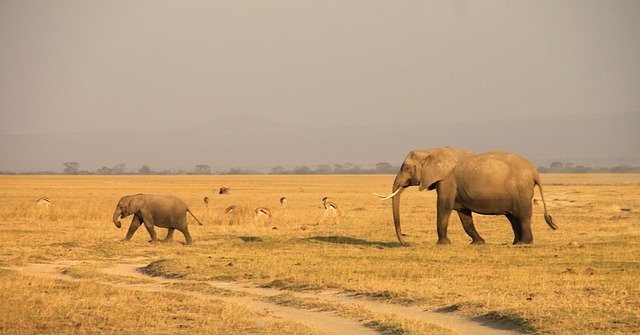 Elefante Samburu